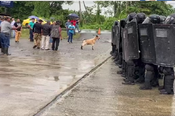 Unidades de Control de Multitudes desalojaron a los manifestantes de las instalaciones del Tribunal Electoral.