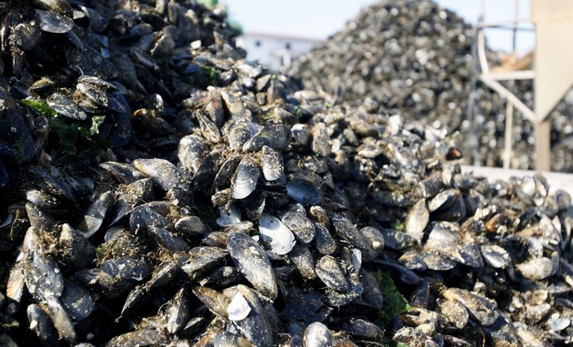 El aumento de temperatura y salinidad tiene impacto en los bivalvos. Foto: EFE 