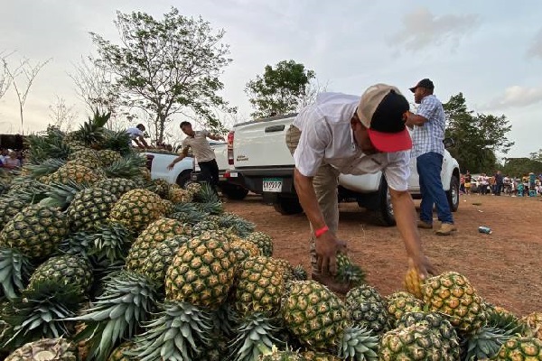 En otras áreas los visitantes son testigos de como se cosecha, escoge, empacan las piñas que serán exportadas al mercado internacional. Foto. Eric Montenegro