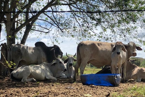 Los potreros y fincas empiezan a quedarse sin pasto porque no llueve, y aunque se abastecieron con silos y pacas. Foto. Thays Domínguez