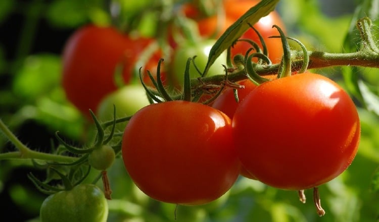 Desde un punto de vista culinario, el tomate está más ligado a las verduras y ensaladas que se suelen consumir como platos principales. Pixabay