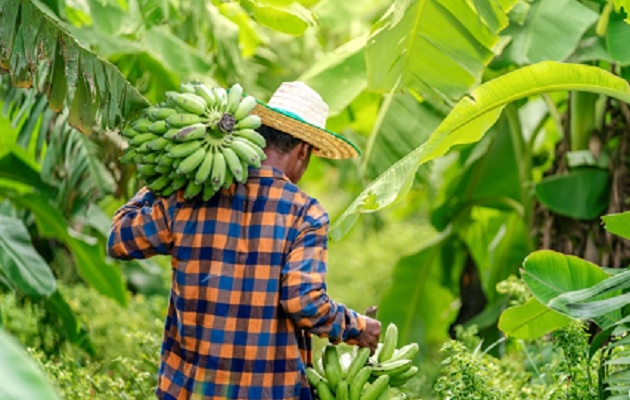 En Mesoamérica, el 22,2% de la población no pudo acceder a una dieta saludable en 2021. Foto: FAO