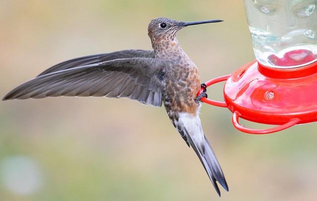 Comparado con un comedero típico, el tamaño de un colibrí gigante es aún más asombroso. Foto: EFE