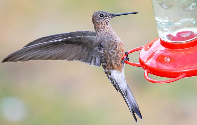 Comparado con un comedero típico, el tamaño de un colibrí gigante es aún más asombroso.  Foto: EFE