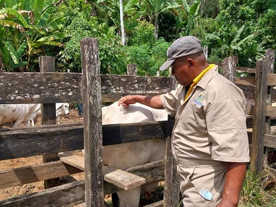  Se ha solicitado a todos los ganaderos  reportar las sospechas de rabia. Foto: Diomedes Sánchez 