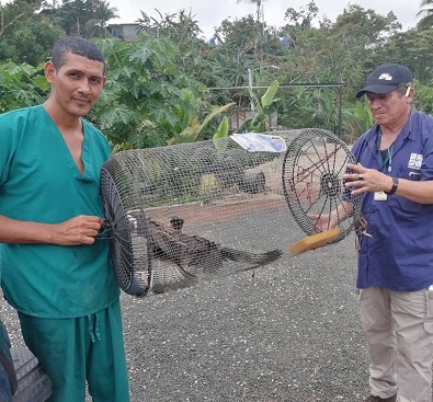  El ave tenía lesión en un ala fracturada, razón por la cual se le dificulta volar. Foto: Diomedes Sánchez 