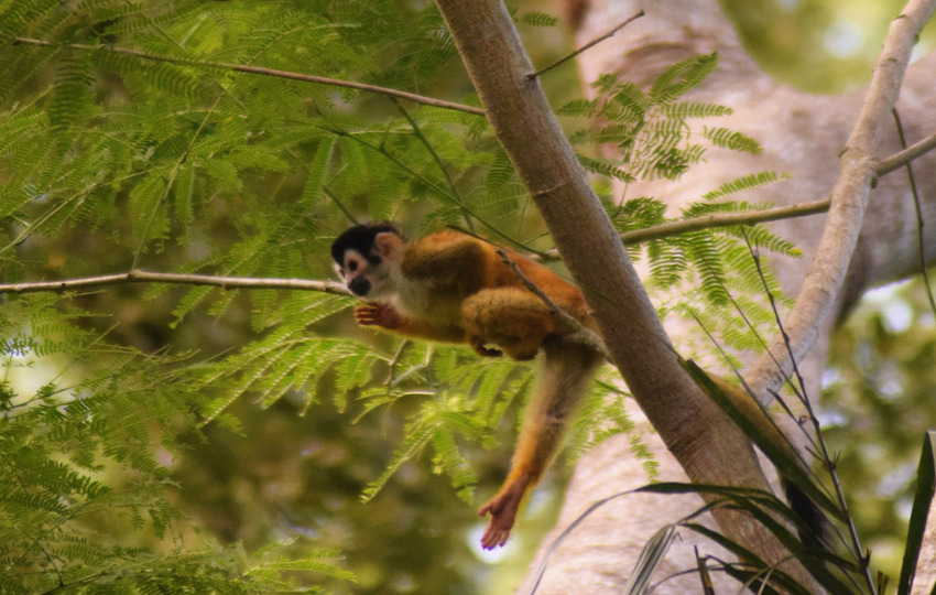 Los primates, por ejemplo, son vitales para la dispersión de semillas. Foto: Cortesía Primates Panamá