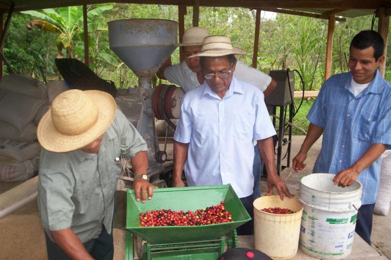  Unos 120 pequeños productores de café están aplicando las recomendaciones con buenos resultados. Foto: Eric Montenegro. 