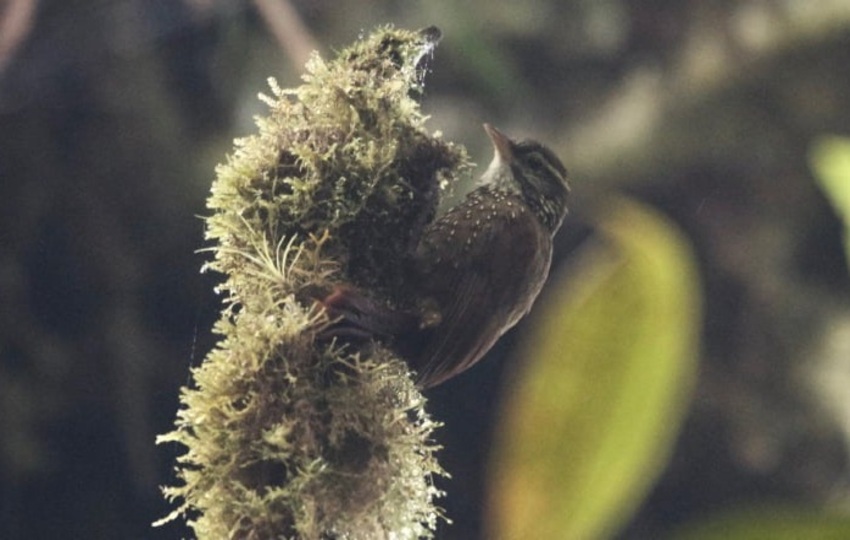 Esta ave  se alimenta de artrópodos (insectos, arácnidos), recoge sus presas de ramas y plantas epífitas. Foto: iNaturalist/Jan Axel Cubilla Rodríguez