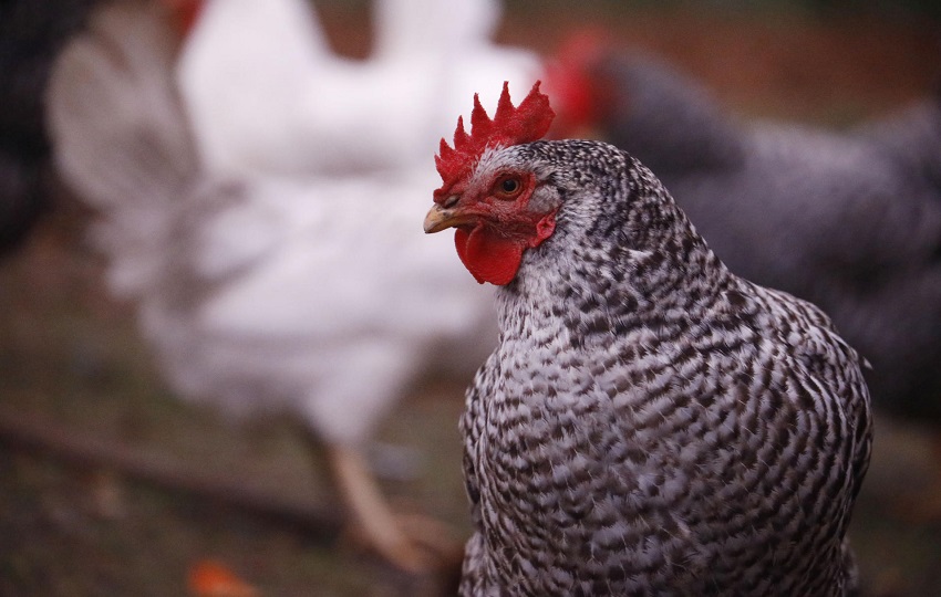 Existe un futuro prometedor para América Latina en el mercado de la producción y comercialización de pollo. Foto: EFE