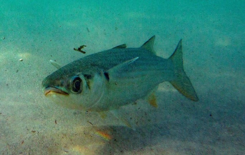 Un pez nada entre los residuos de plástico del océano Atlántico. Foto: EFE