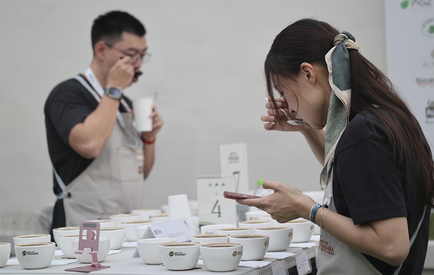 Panamá  ha entrado en el mercado de lujo cafetero, especialmente en Asia. Foto: EFE