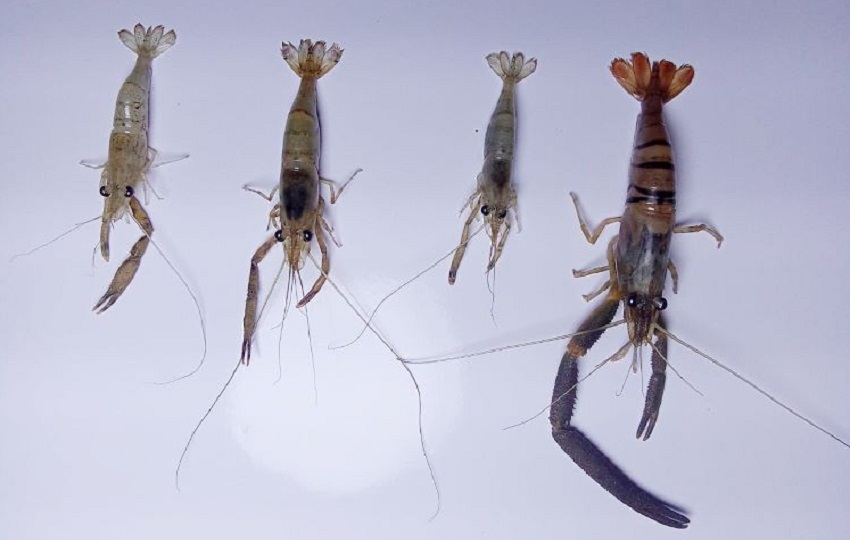 Los camarones estudiados son un excelente recurso para proyectos de cría. Foto: Cortesía