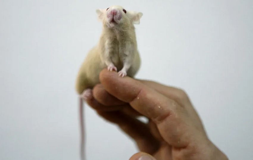 Los estudios con animales se utilizan en la investigación básica para conocer aspectos de las enfermedades humanas. Foto: EFE