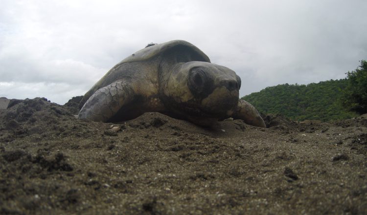 Las tortugas marinas, cuando alcanzan su madurez sexual, regresan a desovar a la playa en la que nacieron. MiAmbiente