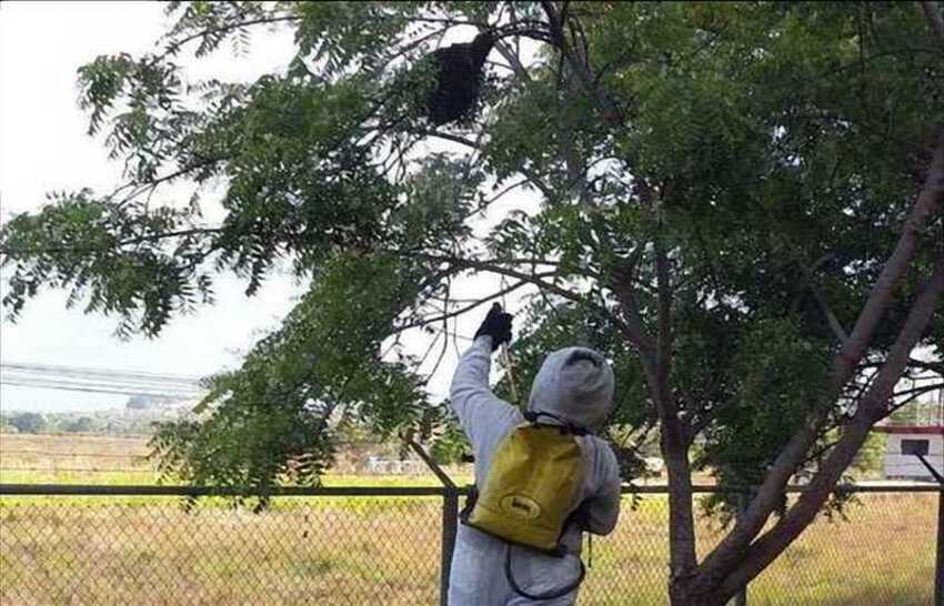 Los bomberos atienden constantemente situaciones con enjambres de abejas africanizadas. Foto: Cortesía 