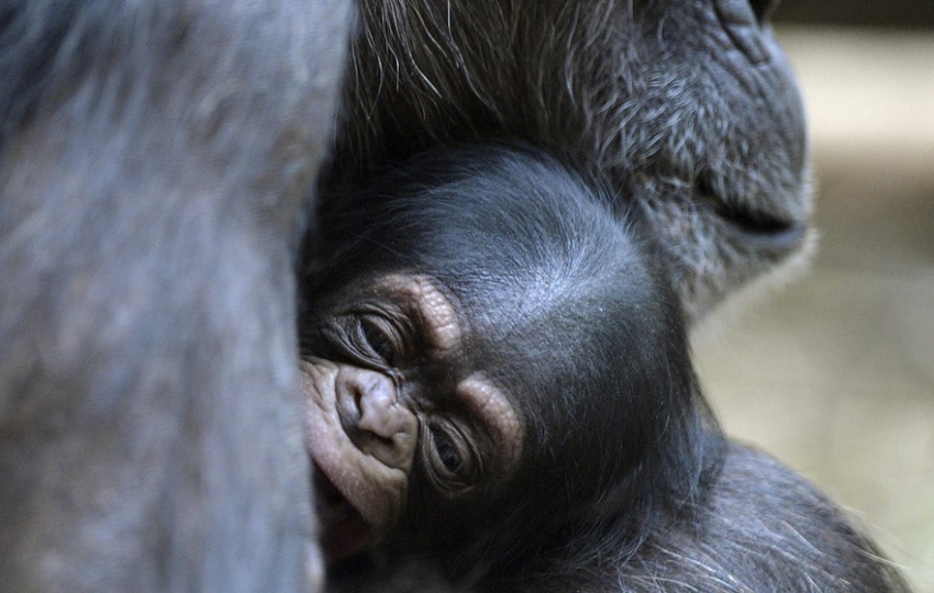 Los autores combinaron observaciones del comportamiento de chimpancés con pruebas farmacológicas. Foto: EFE