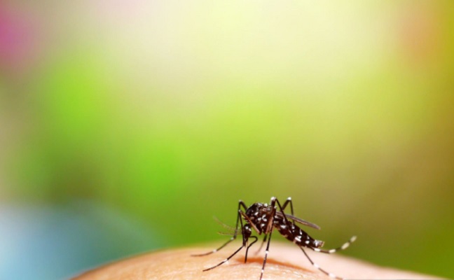 No hay tratamiento y solo las personas que ya han tenido dengue son elegibles para la vacuna. Foto: Pexels/Ilustrativa