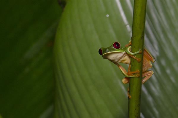 Rana de los ojos rojos (Agalychnis callidryas, su nombre científico). 