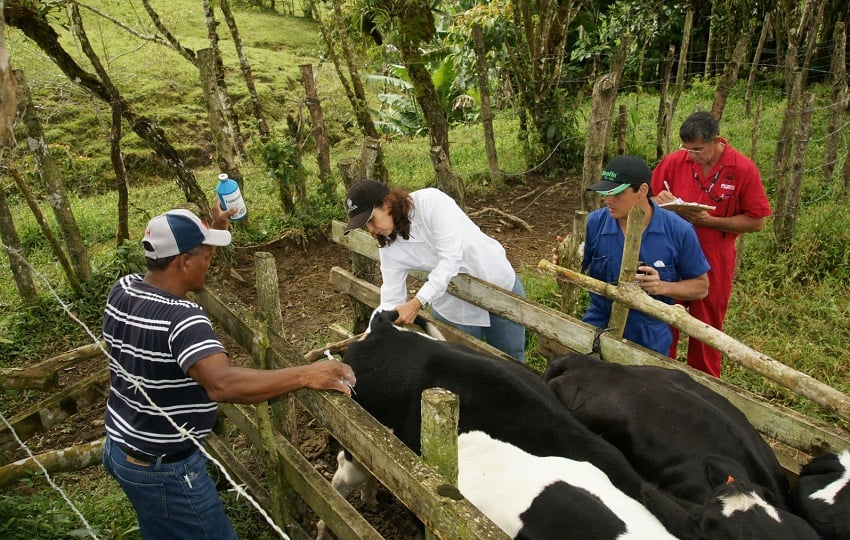 En lo que va del año se han registrado más de 11,000 casos de gusano barrenador. Foto: Cortesía/Copeg