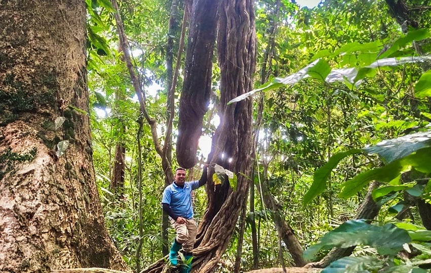 Biancolini Castro con la liana Amphilophium crucigerum de 635 mm de diámetro trepando hasta el dosel del bosque en Isla Barro Colorado Panamá. Foto: Cortesía/ Biancolini Castro