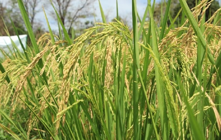 Investigados alteraron algunos boletos de pesaje de arroz.