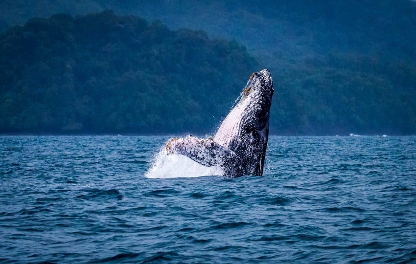 Las ballenas migratorias llegan al país para apareamiento. Foto: Cortesía/MiAmbiente