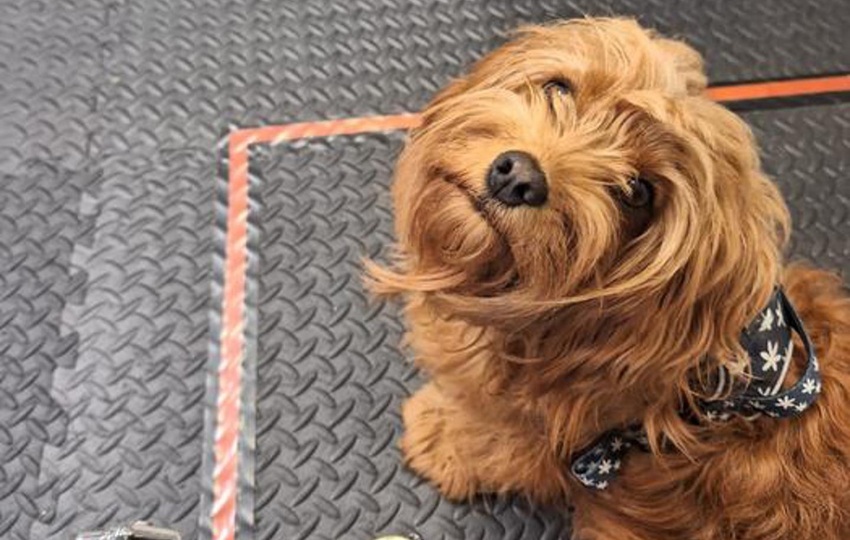 Freddie, uno de los perros participantes en el estudio. Foto: EFE