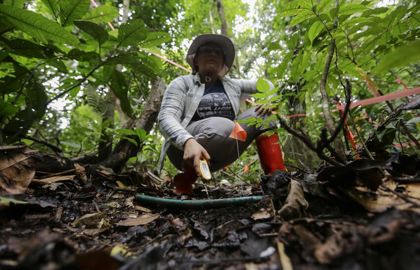 La investigadora panameña, Alicia Sanjur, trabaja en un experimento de calentamiento del suelo. Foto: EFE