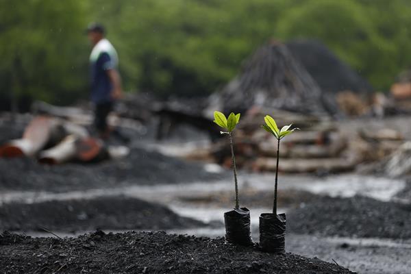 Panamá tiene doce especies diferentes de mangle en sus costas del Atlántico y el Pacífico.