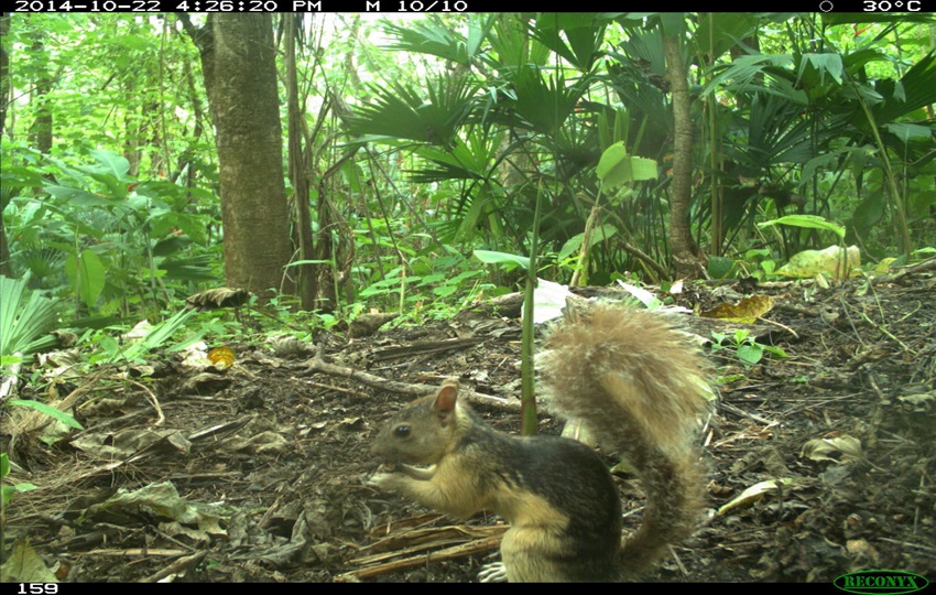 Las cámaras instaladas en 79 lugares recopilaron datos de los animales de la zona. Foto: Cortesía