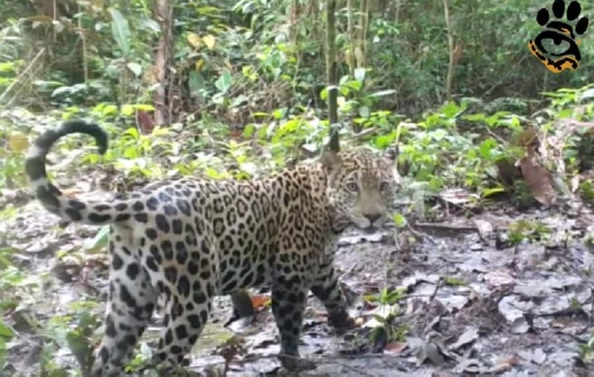 Para proteger a los jaguares también hay que conocer la dinámica de los ganaderos. Foto:Cortesía