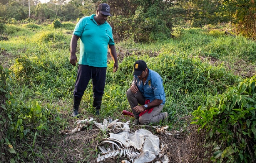 Para proteger a los jaguares también hay que conocer la dinámica de los ganaderos. Foto:Cortesía