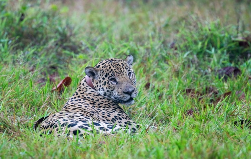 Para proteger a los jaguares también hay que conocer la dinámica de los ganaderos. Foto:Cortesía