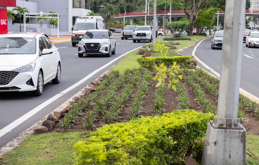 Arborización en la ciudad capital. Foto: Cortesía