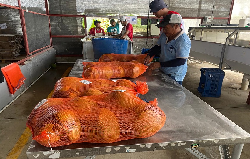 Se prevé que los envíos semanales se mantengan de manera continua. Foto: Cortesía