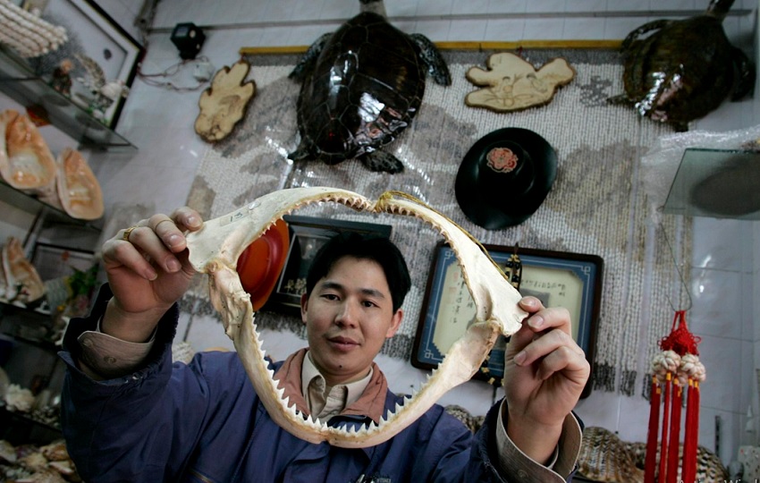 Un vendedor de productos marinos muestra una mandíbula de tiburón. Foto: EFE