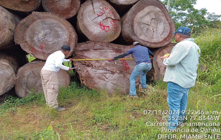 Los técnicos de la Dirección Forestal contabilizaron un total de 8,732 tucas de diferentes especies. Fotos/cortesía