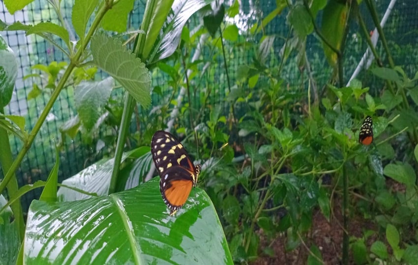 Las mariposas en el ecosistema y su papel crucial como polinizadoras. Foto/Cortesía.