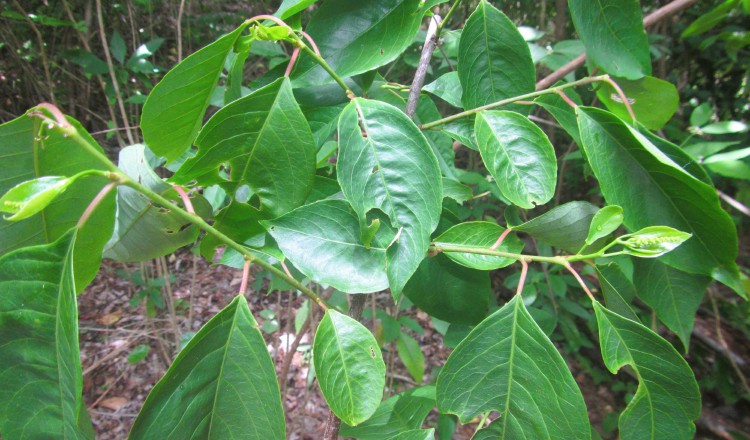 En la parte donde se unen las hojas al tallo (pecíolo), la planta recien registrada en el país presenta una coloración rojiza.  Cortesía