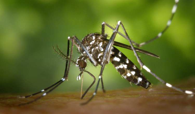 Los mosquitos representan una amenaza para la mitad de la población del planeta. cortesía