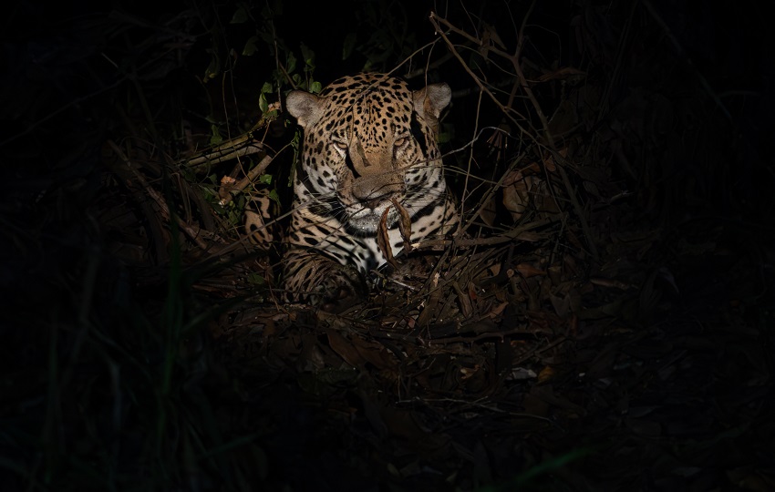 El jaguar es el felino más grande de América. Foto: Cortesía/MiAmbiente