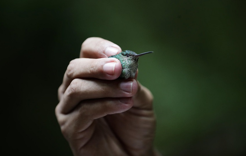 Hay zonas que requieren protección por su alto valor en cuanto a diversidad y endemismo de aves. Foto: EFE/ Bienvenido Velasco