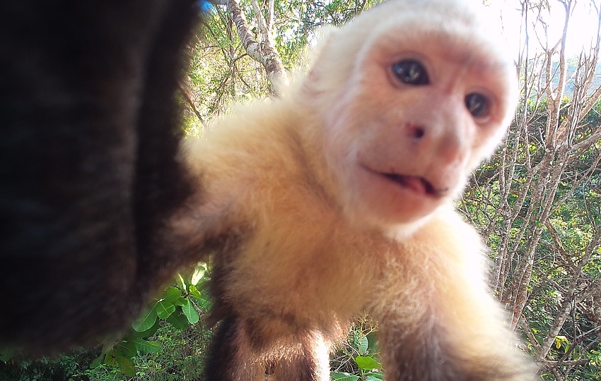 Las cámaras trampa permiten acceso casi permanente a especies habitualmente evasivas. Foto: Cortesía/Adopta Bosque