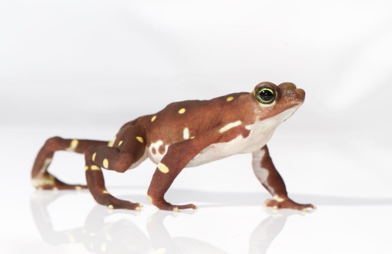 'Atelopus glyphus'. Foto: Cortesía/Ana Lucrecia Arosemena