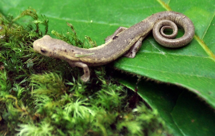 La salamandra Bolitoglossa aff. biseriata. Foto: Cortesía Adriano Duff