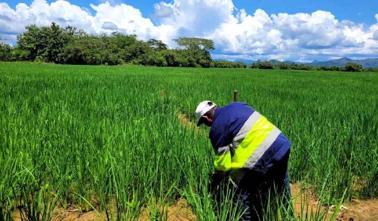 Los productores han señalado directamente a la industria molinera como responsable de los problemas con el arroz. Archivo