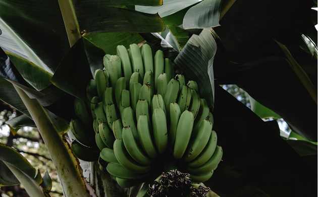 Las exportaciones de banano cayeron en 15%. Foto ilustrativa