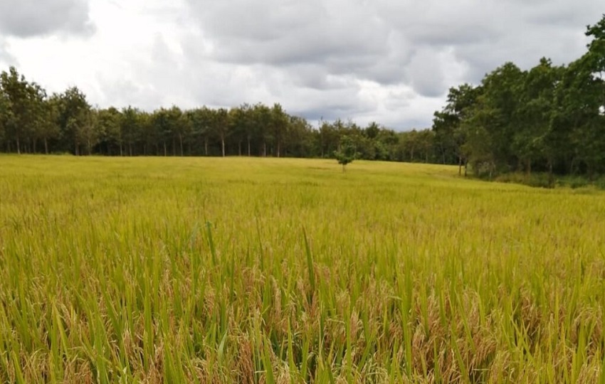 El suministro de arroz se divide entre el que aportan los productores y el que se importa. Foto: Cortesía/MIDA