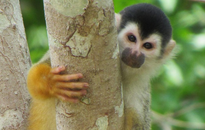 Los primates serían el gran atractivo de esta ruta turística. Foto: Cortesía